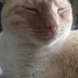 Meet your Posher, Nikeii